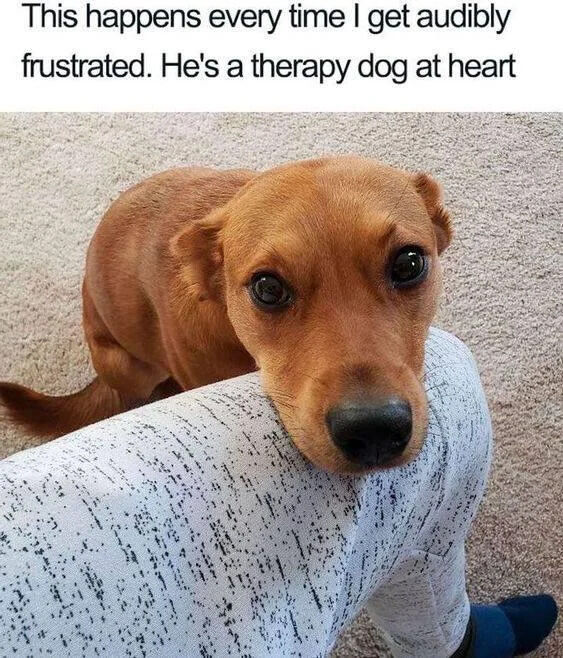 The image features a small brown dog with large, expressive eyes resting its head gently on a person's leg. The person is wearing gray pants with a subtle black speckled pattern. Above the photo, there is a text overlay that reads: 'This happens every time I get audibly frustrated. He's a therapy dog at heart.' The dog has a soft, concerned expression, with its ears slightly forward and nose close to the person's leg, conveying empathy and a desire to comfort. The background is a neutral-colored carpet, keeping the focus on the dog and the interaction with the person.