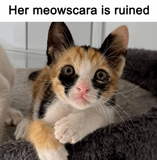 A photograph of a small calico kitten with orange, black, and white fur lying in a gray bed. The kitten has large, round eyes and a pink nose, giving it an innocent or surprised expression as it looks upward. At the top of the image, there is a text overlay that reads 'Her meowscara is ruined,' a playful pun combining 'meow' (the sound a cat makes) and 'mascara' (a cosmetic product), humorously suggesting the kitten's smudged fur around the eyes resembles runny mascara, thus referencing a 'fashion sense' as implied by the original title.