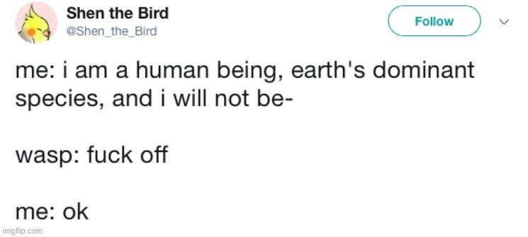 This is a screenshot of a text-based tweet posted on X (formerly Twitter). The joke follows a three-line comedic structure: first, the narrator boasts about being a human, the dominant species on Earth, starting to state they will not be intimidated before being cut off. Next, a wasp aggressively tells the narrator to 'fuck off'. Finally, the narrator immediately complies, simply responding 'ok'. The humor derives from the widely relatable experience of humans being irrationally afraid of wasps, despite being far larger and supposedly the planet's dominant species, instantly deflating the narrator's arrogant opening statement.