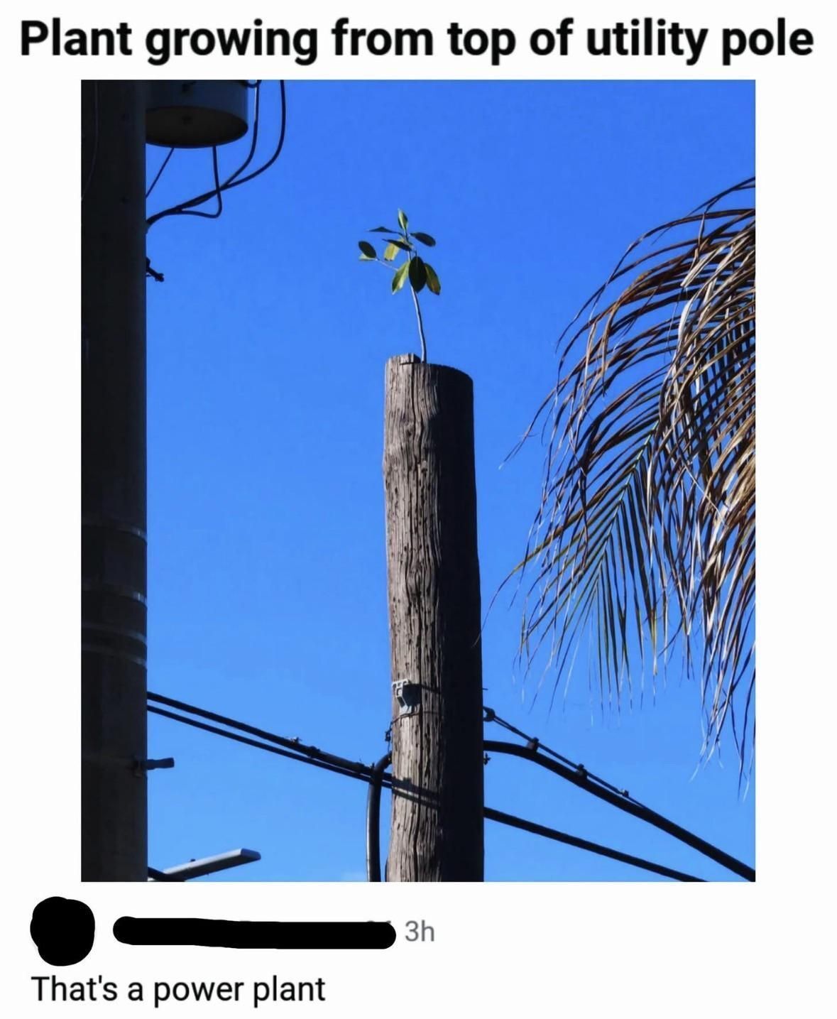 The meme consists of a real photograph showing a small young green plant growing out of the cut top of a weathered wooden utility pole, set against a clear bright blue sky. Partial views of a second utility pole with wiring on the left, and dried palm fronds on the right are also visible. Text above the photo reads 'Plant growing from top of utility pole'. Below the photo, a redacted user comment states 'That's a power plant', a pun relying on the double definition of 'power plant': normally an electricity generation facility, here literally referring to a plant growing on a power/utility pole.