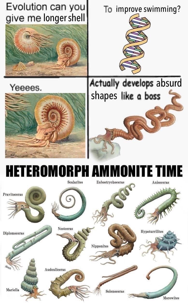 This is a humorous 4-panel meme followed by an educational illustration of prehistoric heteromorph ammonite species. The top-left panel shows two standard coiled ammonites with text reading 'Evolution can you give me longer shell'. The top-right panel shows a DNA double helix representing evolution, with text reading 'To improve swimming?'. The bottom-left panel shows a close-up of a normal ammonite agreeing with the text 'Yeeeees.'. The bottom-right panel shows a bizarre, irregularly twisted heteromorph ammonite next to the text 'Actually develops absurd shapes like a boss'. Below the 4-panel section, large bold text reads 'HETEROMORPH AMMONITE TIME', followed by labeled illustrations of 12 different heteromorph ammonite species, each with uniquely weird, non-standard shell shapes, including Pravitoceras, Scalarites, Eubostrychoceras, Anisoceras, Diplomoceras, Nostoceras, Nipponites, Hypoturrilites, Mariella, Audouliceras, Solenoceras, and Morewites. The joke relies on the subversion of expectations: instead of granting the ammonite's simple request for a longer shell to improve swimming, evolution produced excessively strange, impractical shell designs, playing on the popular 'like a boss' phrase to frame evolution's unexpected choice as confidently unhinged.