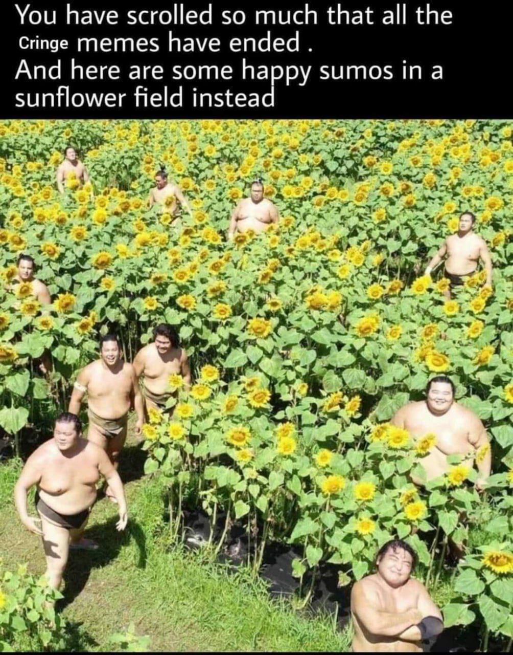 This meme presents a warm, playful photograph of multiple sumo wrestlers dispersed throughout a vibrant, tall sunflower field. The wrestlers are smiling, laughing, and posing casually among the bright yellow flowers, creating a whimsical and wholesome scene. The accompanying text at the top reads: 'You have scrolled so much that all the Cringe memes have ended . And here are some happy sumos in a sunflower field instead', framing the image as a comforting, positive 'palate cleanser' for users who have been scrolling through awkward or cringey internet content. The humor and charm come from the unexpected, delightful contrast between the large, traditionally serious sumo athletes and the cheerful, gentle setting of the sunflower field, offering a lighthearted mood shift.