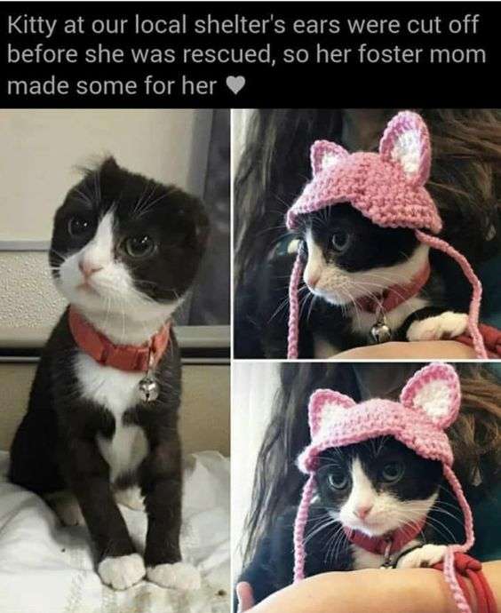 This image is a three-panel collage featuring a black-and-white rescue cat. The leftmost panel shows the cat sitting alone, visibly missing its ears, with a sad, gentle expression. The top-right and bottom-right panels display the same cat wearing a hand-crocheted pink hat that has stylized cat ears attached, designed to replace the ears the cat lost. The accompanying text at the top of the image reads: *Kitty at our local shelter's ears were cut off before she was rescued, so her foster mom made some for her ❤️*. This heartwarming piece highlights the kindness of the cat's foster parent, who created a thoughtful, comforting accessory to help the cat feel more whole after experiencing abuse. The cat appears calm and content while wearing the hat, emphasizing the positive impact of the foster mom's gesture.