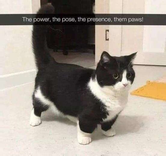 A black and white cat stands confidently on a light-colored floor in a domestic setting. The cat has a black body with white markings on its chest, paws, and face, paired with large, alert green eyes. Above the cat, a text overlay reads, 'The power, the pose, the presence, them paws!' The background includes a doorway and a yellow mat, suggesting a home environment. The cat's upright, self-assured posture enhances the humorous and endearing tone, emphasizing its confident demeanor.