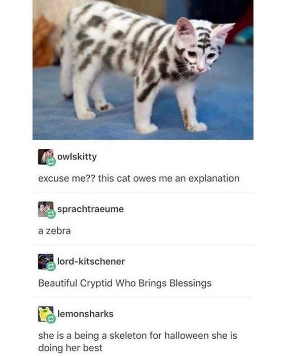 The image features a photograph of a white cat with bold black stripes, creating a striking resemblance to a zebra. Below the photo is a thread of user comments from a social media platform. The first comment, by user 'owlskitty', reads: 'excuse me?? this cat owes me an explanation'. This is followed by 'sprachtraeume' commenting: 'a zebra', 'lord-kitschener' adding: 'Beautiful Cryptid Who Brings Blessings', and 'lemonsharks' concluding: 'she is a being a skeleton for halloween she is doing her best'. The comments are playful and humorous, reacting to the cat's unusual striped coat pattern.