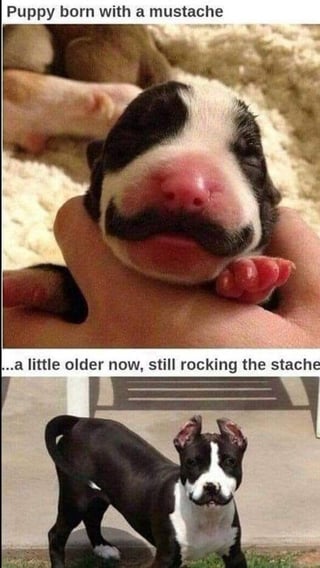 A two-panel meme showcasing a puppy's growth journey. The top panel features a newborn puppy being gently held, with dark fur around its mouth forming a distinct mustache-like pattern above its pink nose, giving it a whimsical appearance. The bottom panel displays the same puppy grown older, standing on grass, with the mustache-like fur pattern still clearly visible, maintaining its unique charm. Text above the top panel reads 'Puppy born with a mustache', and text between the panels states '...a little older now, still rocking the stache', emphasizing the puppy's persistent and endearing facial feature.