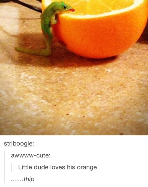 This image is a screenshot of a Tumblr-style meme, featuring a small green gecko lizard perched on the edge of a halved orange, appearing to lick or bite into the fruit's flesh. Below the photograph is a thread of user comments: first the user "striboogie" initiates the thread, followed by user "awwww-cute" writing "Little dude loves his orange" and then the punchline "......thip". The core joke is a pun: "thip" serves as both the onomatopoeic sound of a lizard's quick tongue flick and a play on the word "tip" (referring to the end/edge of the orange the lizard is eating). The image balances wholesome cuteness with a silly, playful wordplay twist.