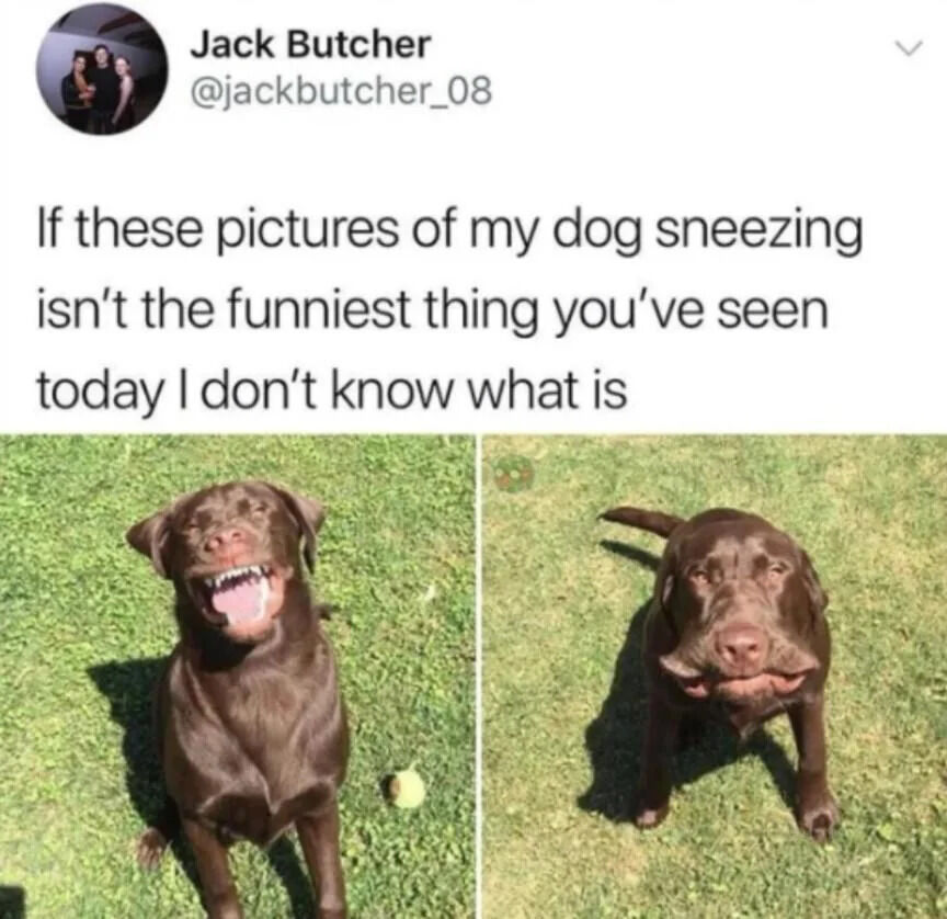 A screenshot of a Twitter/X post by Jack Butcher (@jackbutcher_08) featuring a text caption that reads: 'If these pictures of my dog sneezing isn't the funniest thing you've seen today I don't know what is'. Below the text are two side-by-side color photographs of a brown dog sitting on green grass. The left photo shows the dog with its mouth open, displaying teeth and tongue, appearing excited or mid-sneeze. The right photo captures the dog with a squished, contorted face, clearly in the middle of sneezing, with its ears back and eyes partially closed. The post aims to humorously present the dog's sneezing moments as highly entertaining.