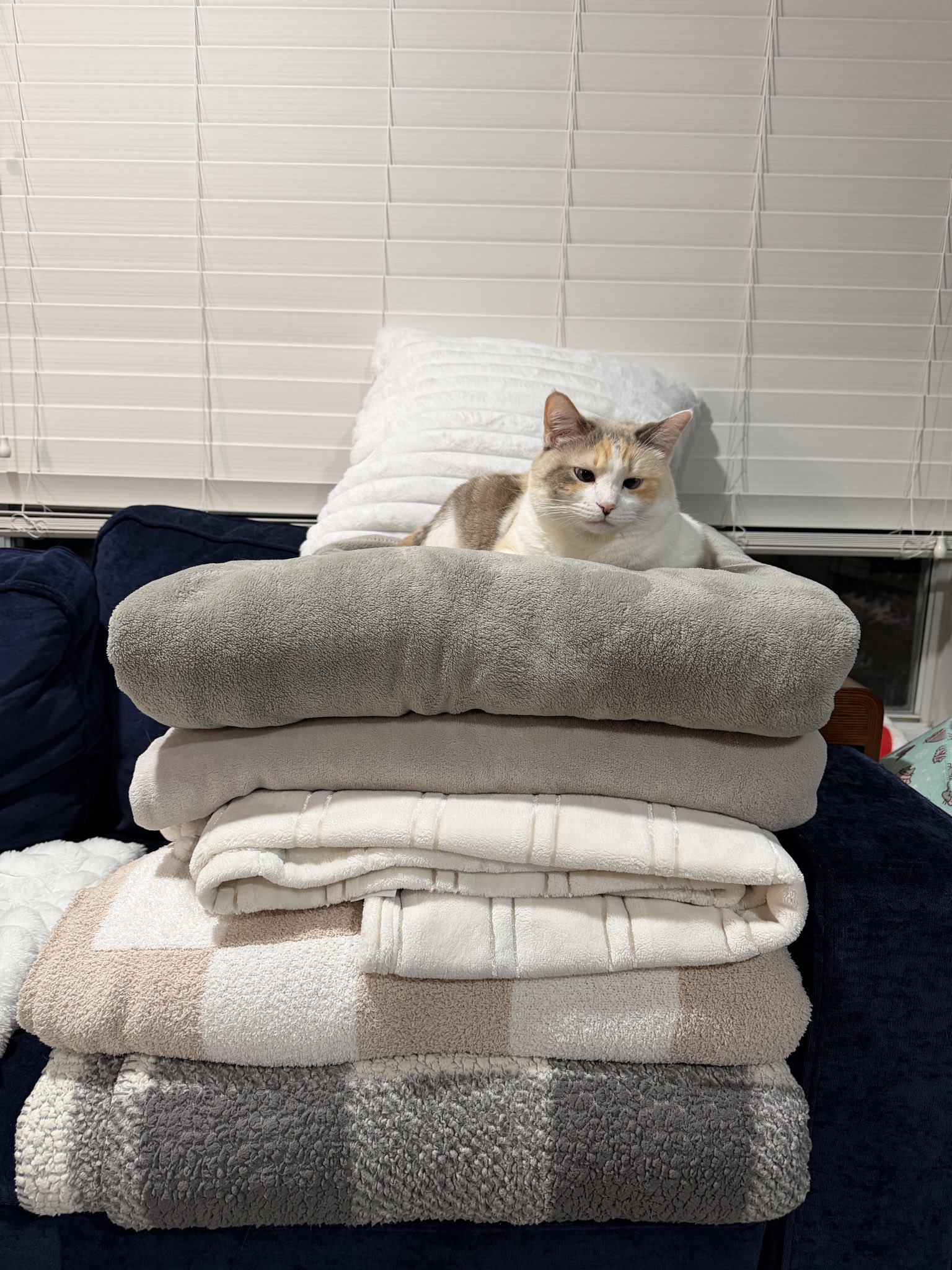This photo shows a real domestic cat named Panko resting comfortably on top of a tall stack of neatly folded warm blankets. The blanket stack sits on a dark blue couch in front of a window with white horizontal blinds. Panko is occupying all of the warm, cozy layers while his owner states the rest of the household is cold, creating a cute, relatable pet scenario. Panko has an unbothered, calm expression as he hogs all the warmth.