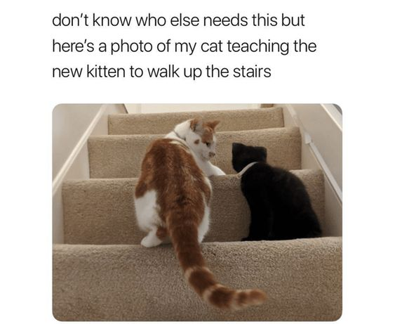 The meme consists of a text header above a photograph. The header text reads 'don't know who else needs this but here's a photo of my cat teaching the new kitten to walk up the stairs'. The photograph below shows two cats on a light brown carpeted indoor staircase: a larger orange and white adult cat is positioned on a higher step, facing a smaller black kitten that is on a lower step. The adult cat extends one paw toward the kitten, appearing to guide and instruct the kitten on climbing the stairs, creating a very warm, gentle scene.