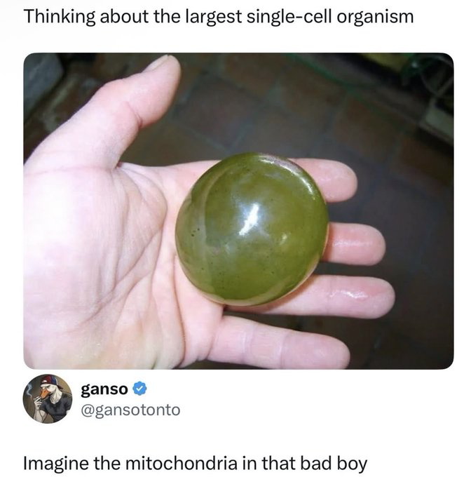 This image is a screenshot of a public post from X (formerly Twitter). The top text reads 'Thinking about the largest single-cell organism', positioned above a photograph of a person's open palm holding a large, round, translucent green single-celled organism, identified as Valonia ventricosa (bubble algae), one of the largest known single-cell organisms. Below the photograph is the poster's profile: display name 'ganso', handle '@gansotonto' with a verified blue checkmark, and a profile picture of an anthropomorphic duck character smoking a cigarette. The bottom text of the post reads 'Imagine the mitochondria in that bad boy'. The humor comes from applying basic high school biology knowledge: mitochondria are the energy-producing organelles inside cells, so an exceptionally large single cell would have an enormous number of them, framed in a casual, playful slang tone.