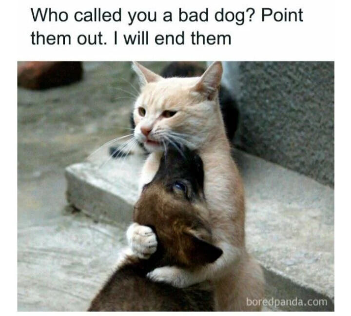 The image depicts a light-colored cat with a serious, protective expression embracing a small brown dog. The cat has one paw gently around the dog's neck, and the dog appears comforted, resting its head on the cat's chest. Above the animals, there is a text overlay that reads: 'Who called you a bad dog? Point them out. I will end them.' The scene is set on a concrete step with a blurred, neutral background. A watermark 'boredpanda.com' is visible in the bottom right corner of the image.