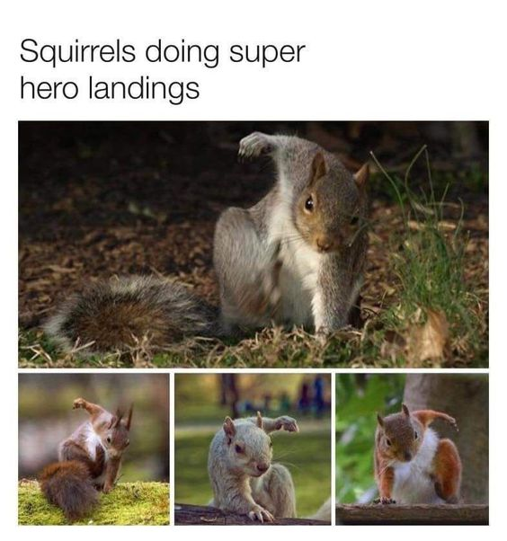 This meme is a collage of four real wildlife photos of squirrels, each captured in a natural pose that closely resembles the iconic superhero landing (a stance where a hero lands with one arm raised and body crouched). The top text reads *Squirrels doing super hero landings*, framing the animals' accidental, natural movements as intentional, playful superhero stunts. The collage features one large photo at the top and three smaller photos below, each showcasing a different squirrel in a similar whimsical pose. The meme leans into the wholesome humor of finding human-like, pop culture-referencing moments in nature.