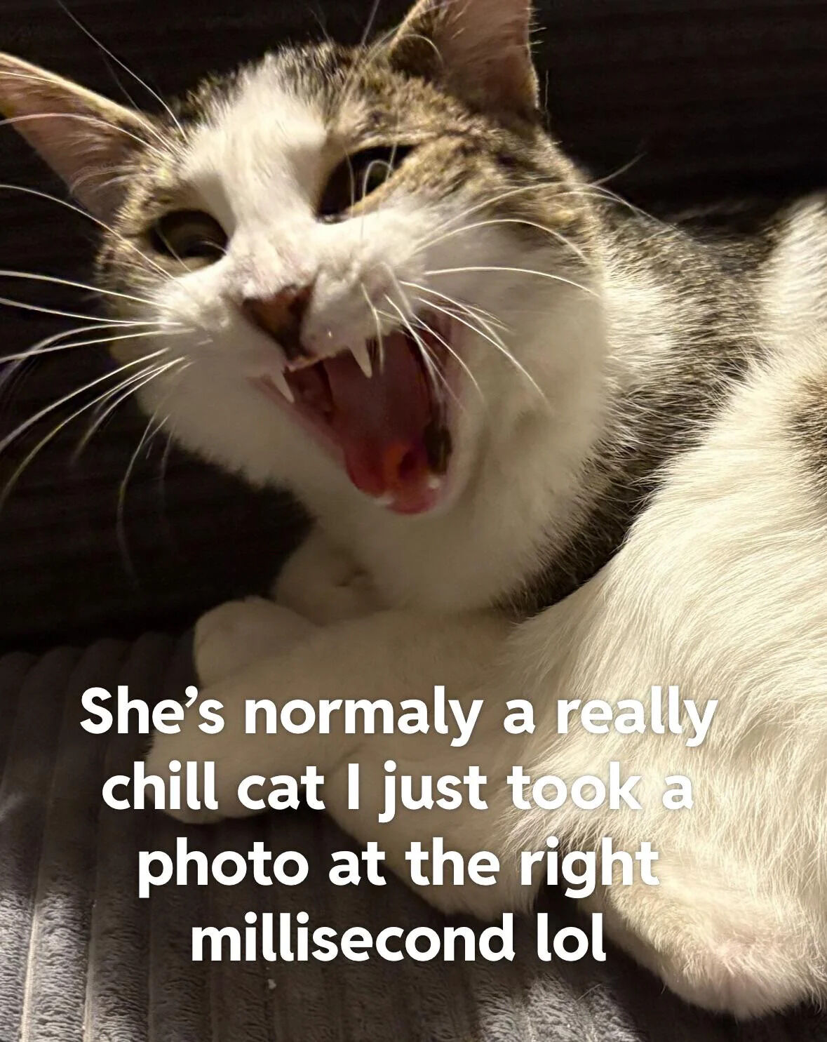 A close-up photograph of a white and gray domestic cat lying on a dark, soft surface (likely a couch or bed). The cat is captured mid-yawn with its mouth wide open, revealing its sharp fangs and pink tongue, creating a dramatic yet humorous expression. Its eyes are partially closed, and whiskers are spread out. Below the cat, white text overlay reads: 'She's normally a really chill cat I just took a photo at the right millisecond lol', providing context that the cat's dramatic yawn is an unexpected, candid moment contrasting with its typical calm behavior.