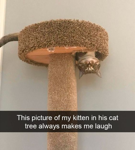 A small kitten is partially hidden inside the top platform of a brown, carpeted cat tree. Only its head and front paws are visible, peeking downward with wide, curious eyes. The cat tree features a cylindrical post and a circular top platform. Below the image, a black text box with white text reads: 'This picture of my kitten in his cat tree always makes me laugh.' The scene is lighthearted and endearing, capturing a playful moment of the pet.