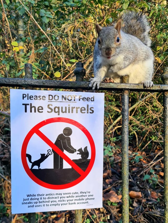 A photograph of a gray squirrel perched on a metal fence next to a humorous 'Do Not Feed The Squirrels' sign. The sign features bold text at the top, a red prohibition circle over an illustration of a person feeding a squirrel while another animal (resembling a fox) takes an object from behind the person. Below the illustration, the sign humorously warns: 'While their antics may seem cute, they're just doing it to distract you while another one sneaks up behind you, nicks your mobile phone and uses it to empty your bank account.' The background shows a wooded area with fallen leaves, suggesting an autumn setting.