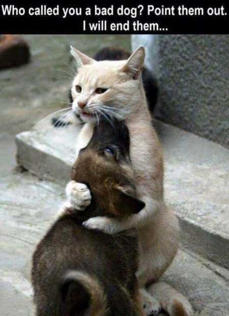 This is a wholesome meme featuring a candid photograph of a light cream domestic cat sitting upright, hugging a small upset brown dog tightly to its chest. The cat has an angry, determined expression, looking ready to confront whoever hurt the dog, while the dog appears sad and leans into the cat's comforting embrace. Overlaid text at the top of the image reads: "Who called you a bad dog? Point them out. I will end them...", framing the interaction as the cat being a loyal supportive friend standing up for the dog that was insulted.