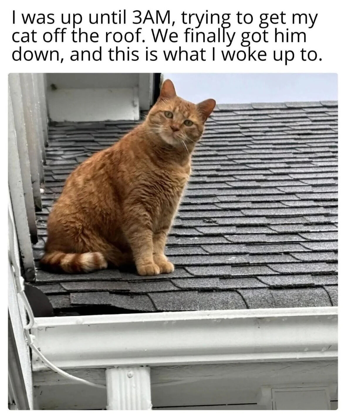 A meme featuring a humorous and relatable scenario about pet behavior. The top text reads: 'I was up until 3AM, trying to get my cat off the roof. We finally got him down, and this is what I woke up to.' Below the text is a color photograph of an orange tabby cat sitting calmly on a roof with dark shingles. The cat is looking directly at the camera with a neutral expression, appearing to have returned to the roof despite being rescued earlier, creating a lighthearted and wholesome moment.