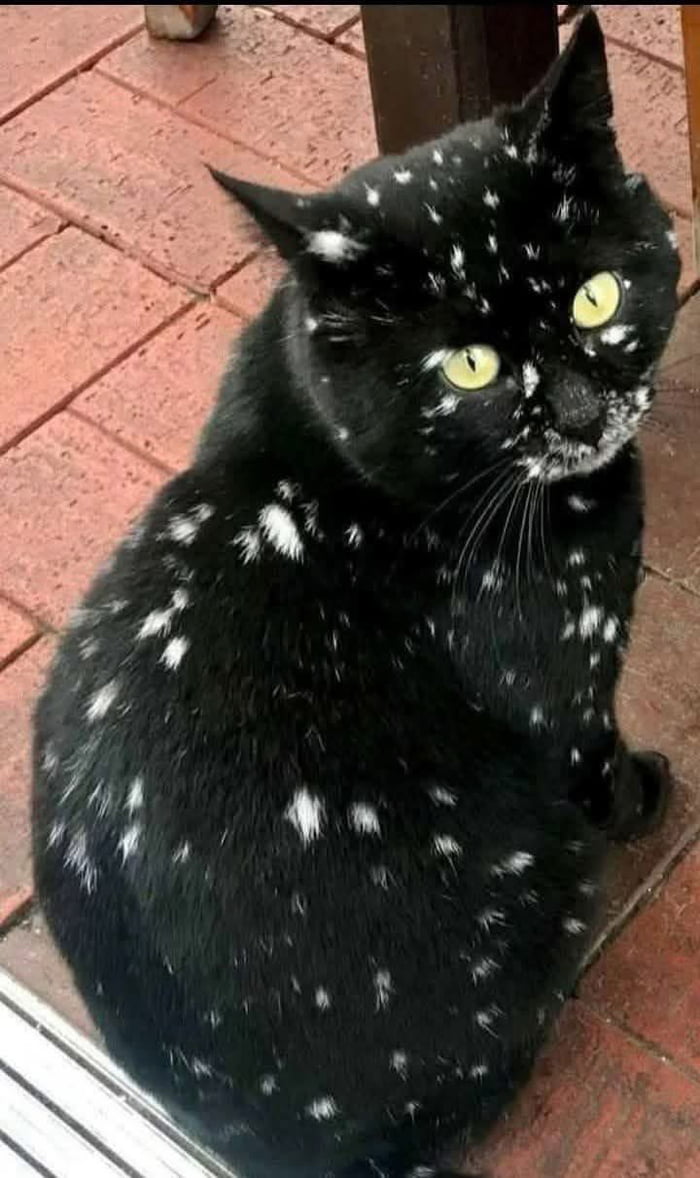 A black cat with numerous small white spots scattered across its fur—covering the face, ears, back, and limbs—sits on a red brick floor. The cat has bright yellow eyes and an alert expression, looking slightly upward. Its fur appears soft, with the white specks creating a speckled pattern, resembling flour or snow dusting. A wooden chair leg is partially visible in the background, suggesting an indoor or patio setting.