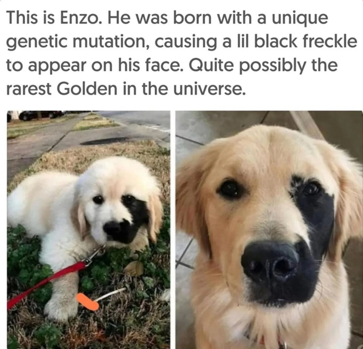 A two-panel wholesome meme featuring Enzo, a Golden Retriever, highlighting his unique black facial freckle described as a rare genetic mutation. The left panel shows Enzo as a fluffy white puppy lying on a grassy area with a red leash attached to his collar, while the right panel displays him as an adult with a golden coat and the distinct black freckle prominently visible on his face. Above the panels is playful text humorously claiming Enzo is 'quite possibly the rarest Golden in the universe' due to his freckle.