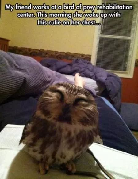 A heartwarming photograph featuring a small owl with brown and white feathers. The owl is positioned in the foreground, sitting on a surface (implied to be the chest of the friend mentioned in the caption). It has its eyes closed and a relaxed posture, giving the appearance of a content or smiling expression. The background shows a bedroom setting with a purple blanket and a window with blinds, suggesting a cozy, intimate environment. The caption at the top of the image provides context about the owl's origin from a bird of prey rehabilitation center.