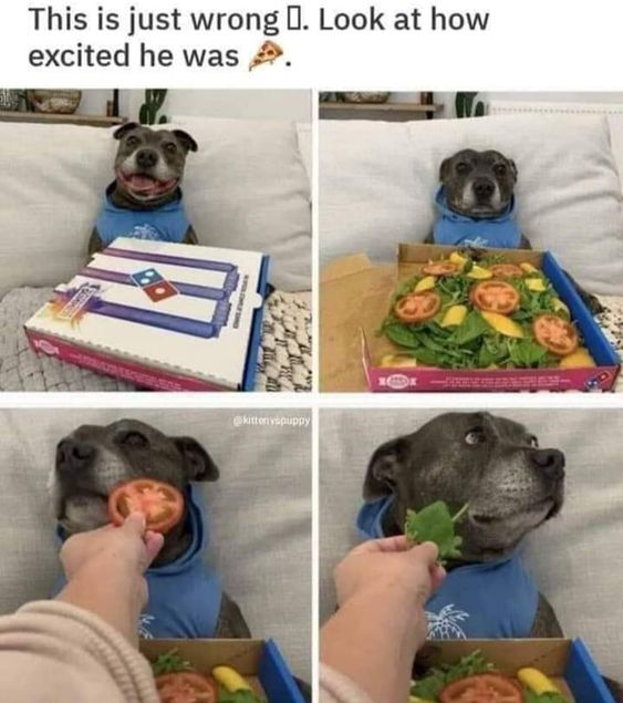 This 4-panel meme depicts a dog's emotional rollercoaster when presented with a Domino's pizza box. Panel 1: The dog sits on a couch, grinning excitedly next to a closed Domino's pizza box. Panel 2: The box is opened to reveal a fresh salad inside, and the dog's expression shifts to shock and disappointment. Panels 3 and 4: A human hand offers the dog salad ingredients (a tomato slice and a leafy green), and the dog looks unenthusiastic, turning its head away in disdain. The top text caption reads: "This is just wrong 😭. Look at how excited he was 🍕." The humor comes from the relatable bait-and-switch trope: the dog (and viewers) expect a delicious pizza, but get healthy, unexciting salad instead, amplified by the dog's dramatic, expressive facial changes.