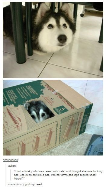 A two-panel wholesome meme featuring a husky dog. The top panel shows the husky lying under a table, looking up with a curious expression. The bottom panel shows the same husky peeking out from inside a cardboard box labeled 'Sustainable' with product images. Below the panels, text from user 'parahapunk' explains the husky was raised with cats and believes she is a cat, exhibiting feline behaviors like sitting with her limbs tucked under and inspecting under furniture. A subsequent comment from 'coooooc' reads, 'my god my heart,' expressing affection for the cute scenario.