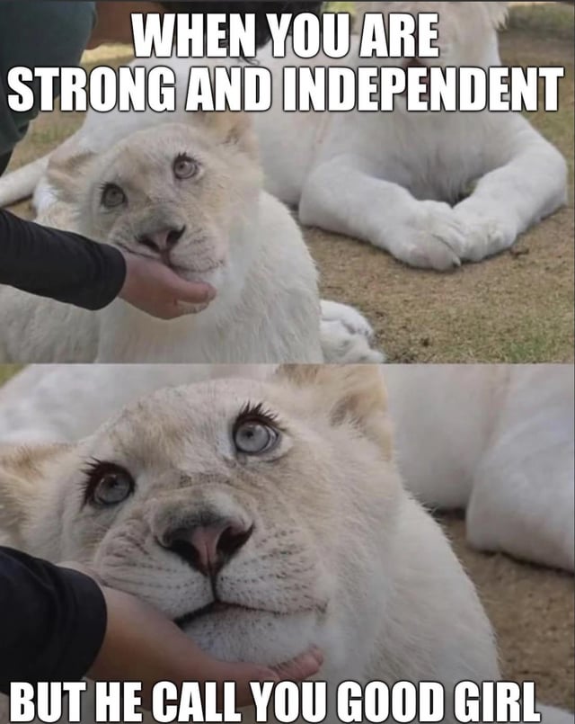 This is a two-panel relatable meme. The top panel features a white lion cub with a neutral expression, as a person's hand holds its chin, overlaid with text that reads 'WHEN YOU ARE STRONG AND INDEPENDENT'. The second bottom panel is a close-up of the same lion cub, now looking wide-eyed, soft, and pleased, with text reading 'BUT HE CALL YOU GOOD GIRL'. The joke highlights the common relatable experience of maintaining a tough, self-sufficient public persona, but immediately melting upon receiving affectionate positive validation from someone you care about.