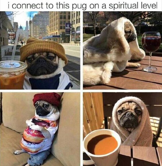 A four-panel collage meme featuring a pug in various relatable human-like scenarios. The top text reads 'i connect to this pug on a spiritual level'. First panel: Pug wearing a brown beanie and white shirt, sitting next to a iced coffee drink on a city street. Second panel: Pug wrapped in a cream blanket, lying next to a glass of red wine on a wooden table. Third panel: Pug wearing a red beanie and a striped shirt, sitting on a couch holding a phone. Fourth panel: Pug wrapped in a tan blanket, sitting next to a cup of coffee on a wooden table. The meme humorously portrays the pug engaging in everyday, cozy human activities, evoking a sense of relatability.
