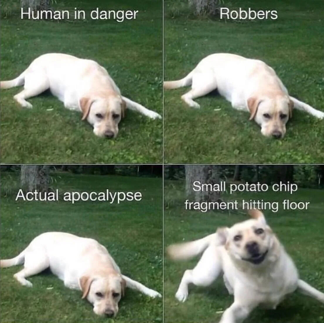 A 2x2 grid meme featuring a white Labrador Retriever reacting indifferently to major threats (human in danger, robbers, actual apocalypse) but becoming excited when a small potato chip fragment hits the floor. Each quadrant has a text caption describing the scenario, contrasting the dog's calm demeanor in serious situations with its enthusiastic response to a trivial snack. The dog lies relaxed in the first three panels and sits up with a wagging tail in the fourth, emphasizing the humor in misplaced priorities.