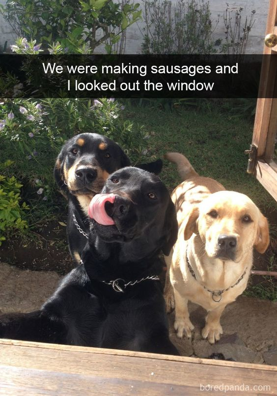 The image captures three real dogs—a Rottweiler mix, a black Labrador Retriever, and a yellow Labrador Retriever—gathered eagerly at an open outdoor window, looking up toward the camera (the owner inside the house). The black Labrador in the foreground is licking its lips, clearly showing its hunger, while the other two dogs have wide, hopeful eyes, waiting expectantly. A text overlay at the top reads: "We were making sausages and I looked out the window". The humor comes from the relatable trope that dogs have an incredibly strong sense of smell and will immediately gather when savory food like sausages is being prepared, displaying their obvious desire for a taste of the food. The scene is set in a garden with greenery and plants visible behind the dogs.