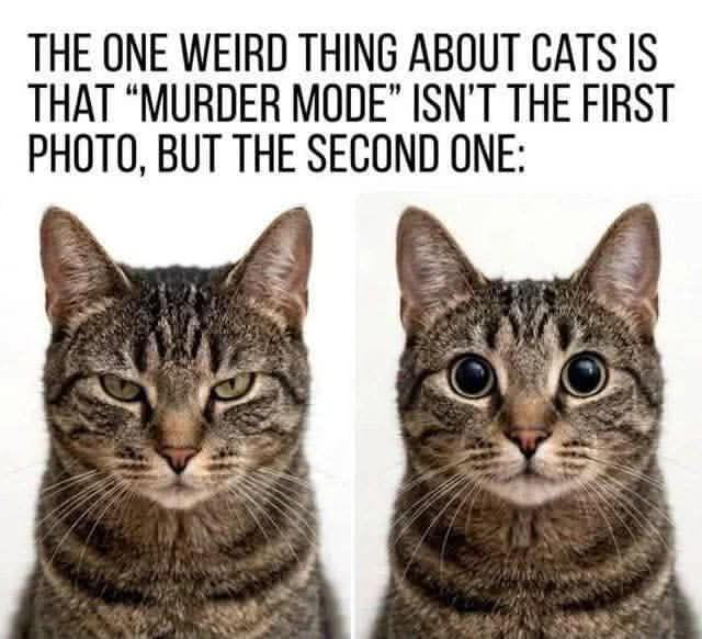 Tabby Cat