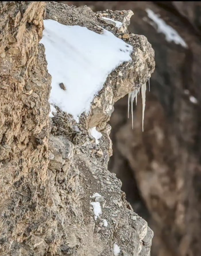 Real Wildlife (Himalayan Mountain Region)