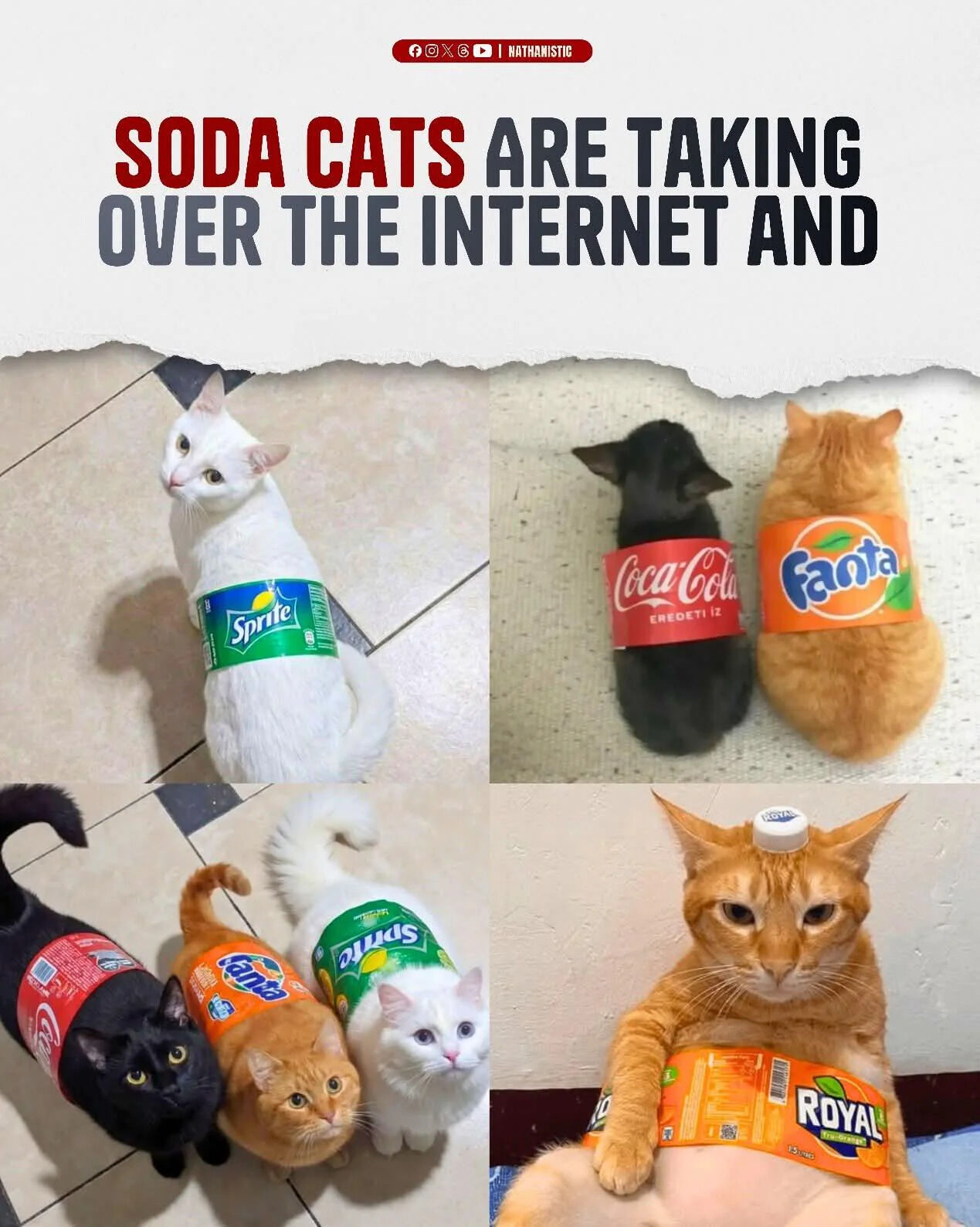 Orange Tabby Cat (Fanta)