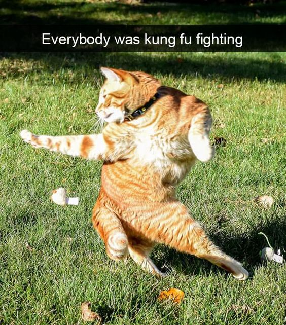 Orange Cat