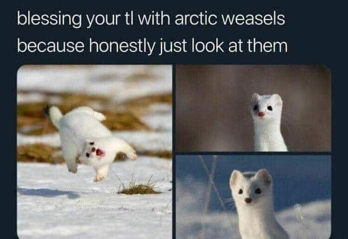 Arctic Weasel