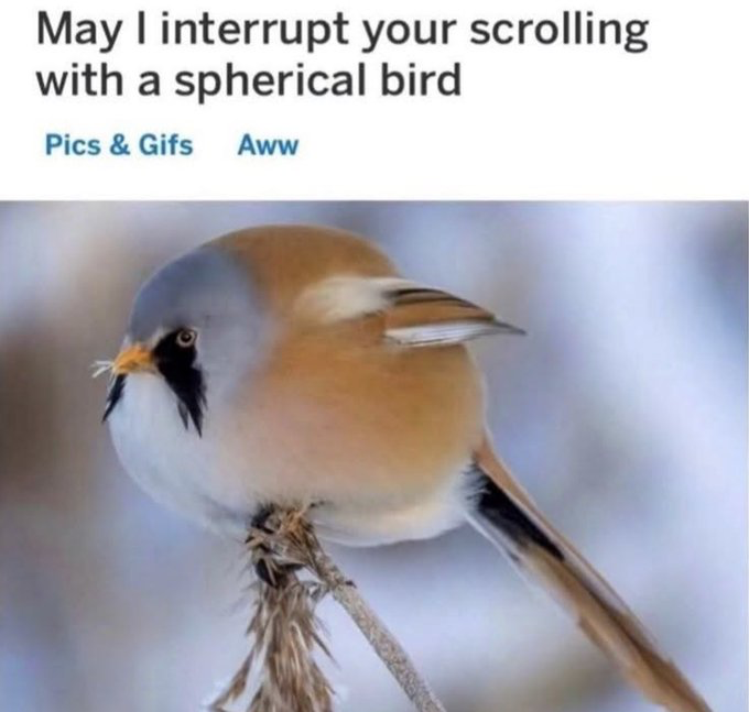 Real Wild Bird