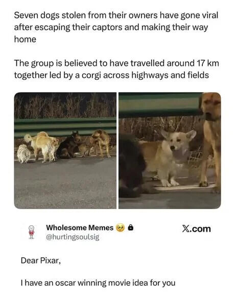 Real viral animal news event