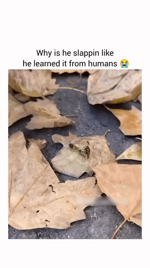 Real wild insect