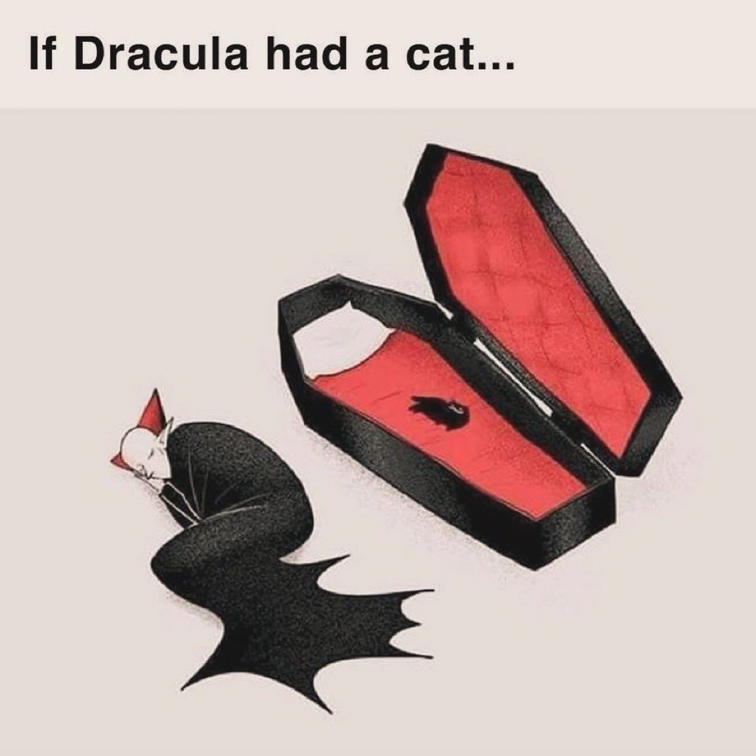 Black cat