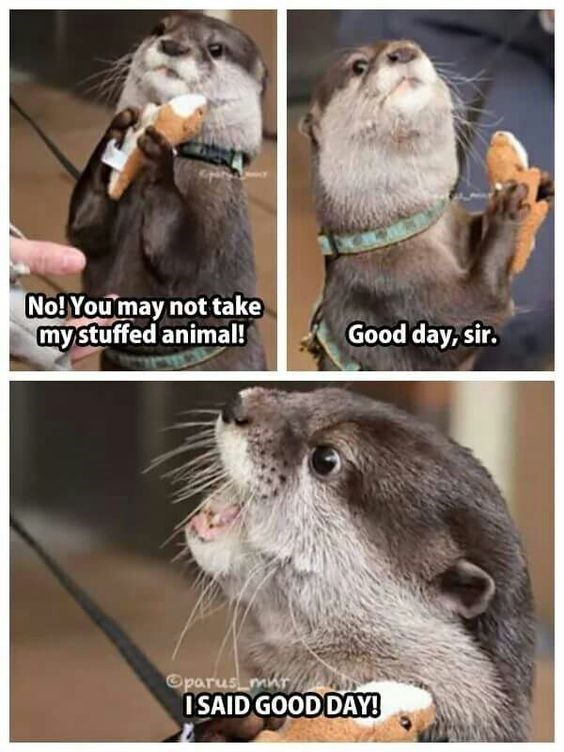 Real Life (Pet Otter)