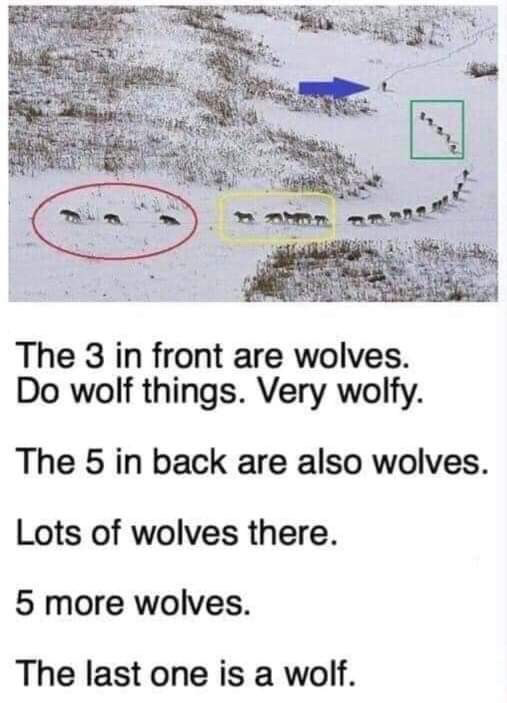 Real Wild/Rescue Animal