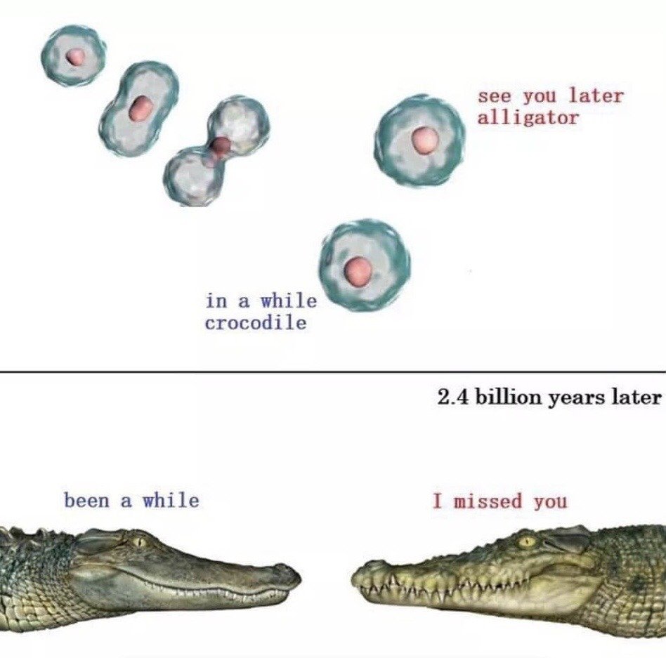 Scientific illustration
