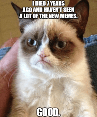 Real life internet celebrity cat, origin of the Grumpy Cat meme template