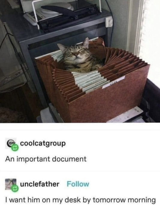 Tabby Cat