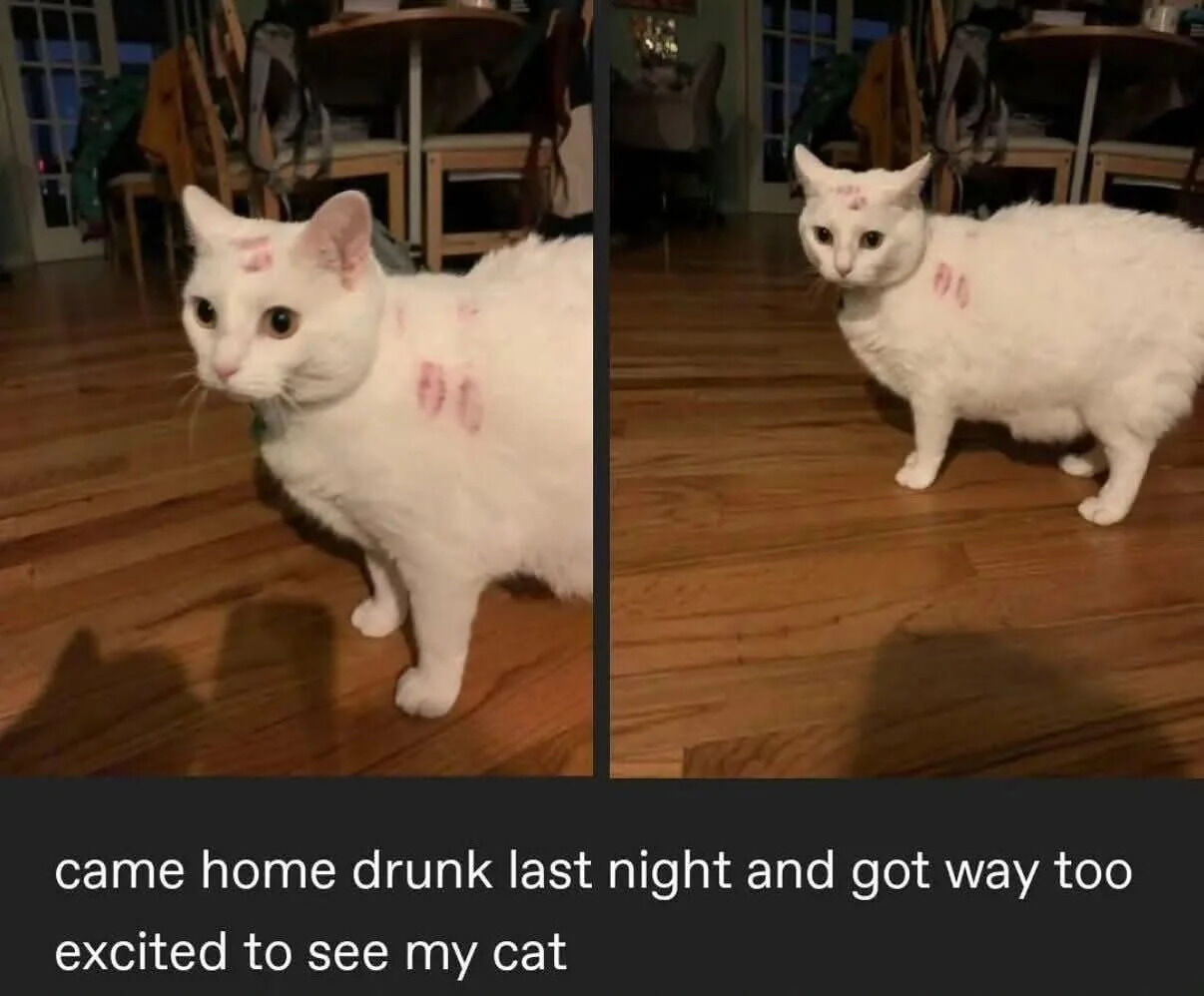 White Cat