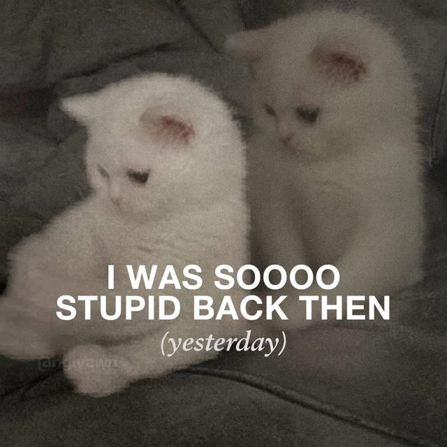 White Kitten