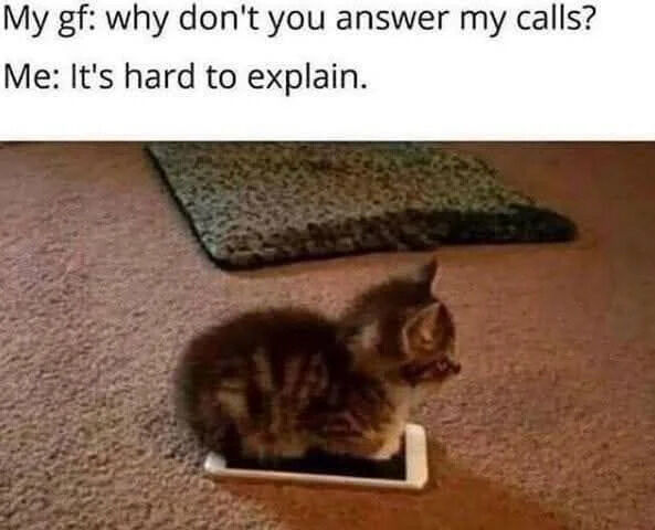 Tabby Kitten