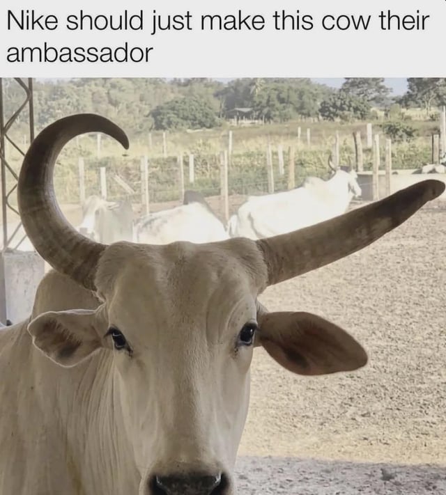 Real Animals