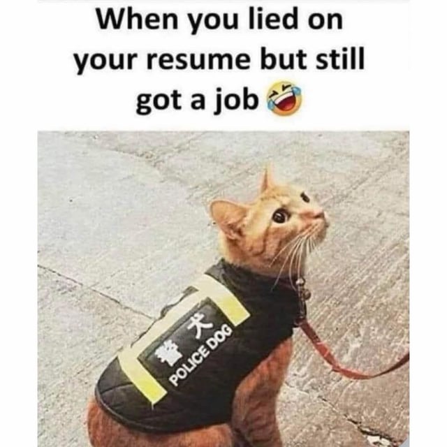 Orange tabby cat